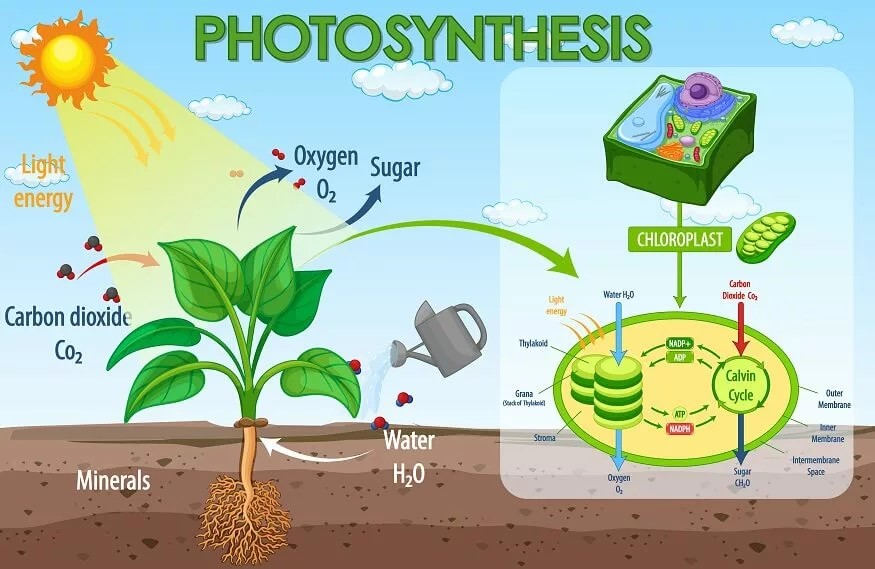 Biology Photosynthesis simulation 